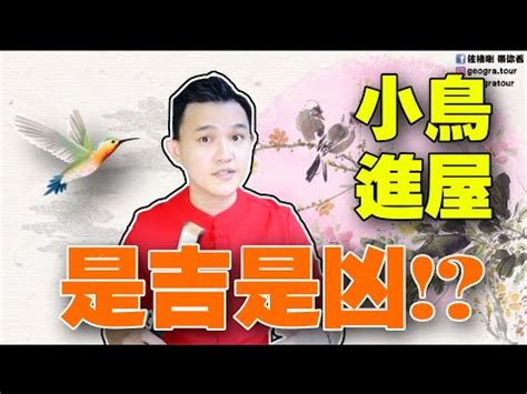 鳥飛入屋|【家裡出現鳥】家裡鳥進來有什麼好兆頭？自來鳥寓意大公開！